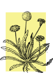 Dandelion